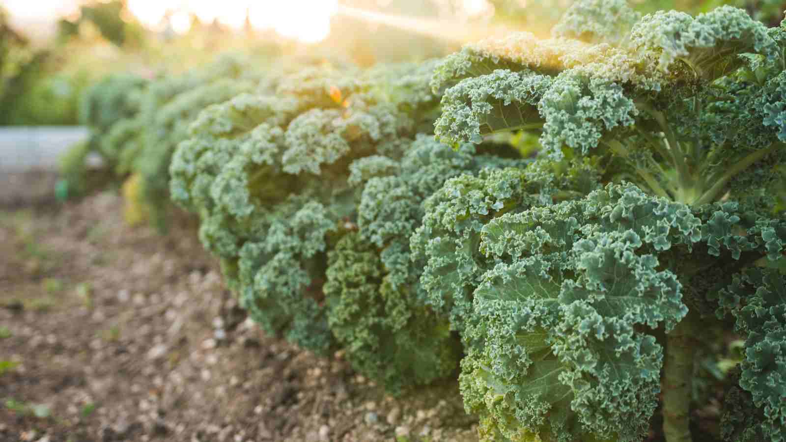 How to Grow Kale: A Beginner’s Guide to This Superfood Superstar
