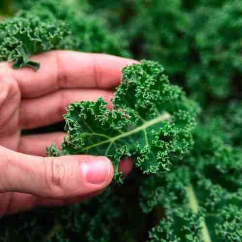 How to Grow Kale