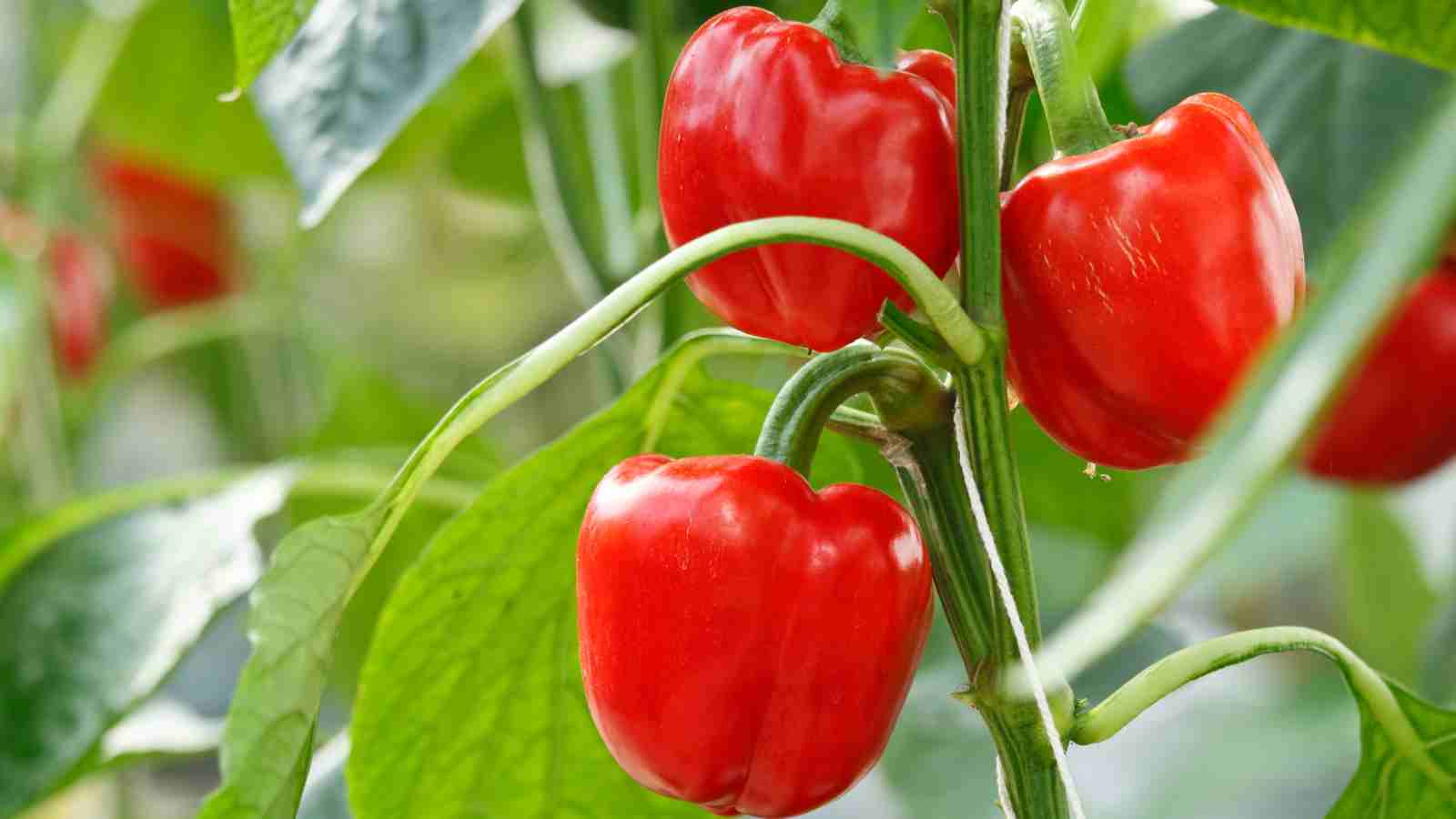 How to Grow Peppers [Everything you Need to Know]