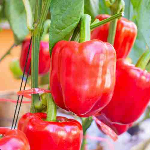 How to Grow Peppers