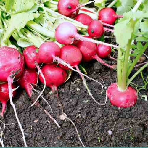 Pick the Right Radish Variety