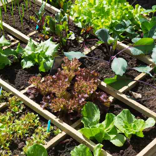 Top Cold Hardy Vegetables to grow