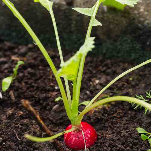 Watch Out for Radish Pests and Problems