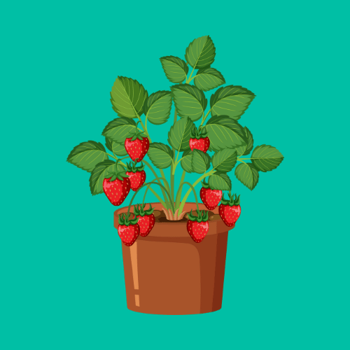 Why Grow Strawberries