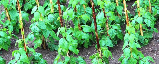 How to Grow Beans From Seed to Harvest