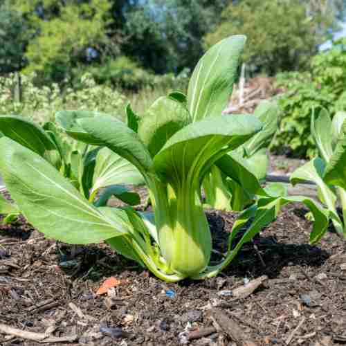 How to Plant Bok Choy