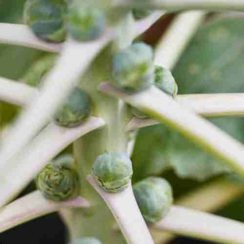 How to Plant Brussels Sprouts