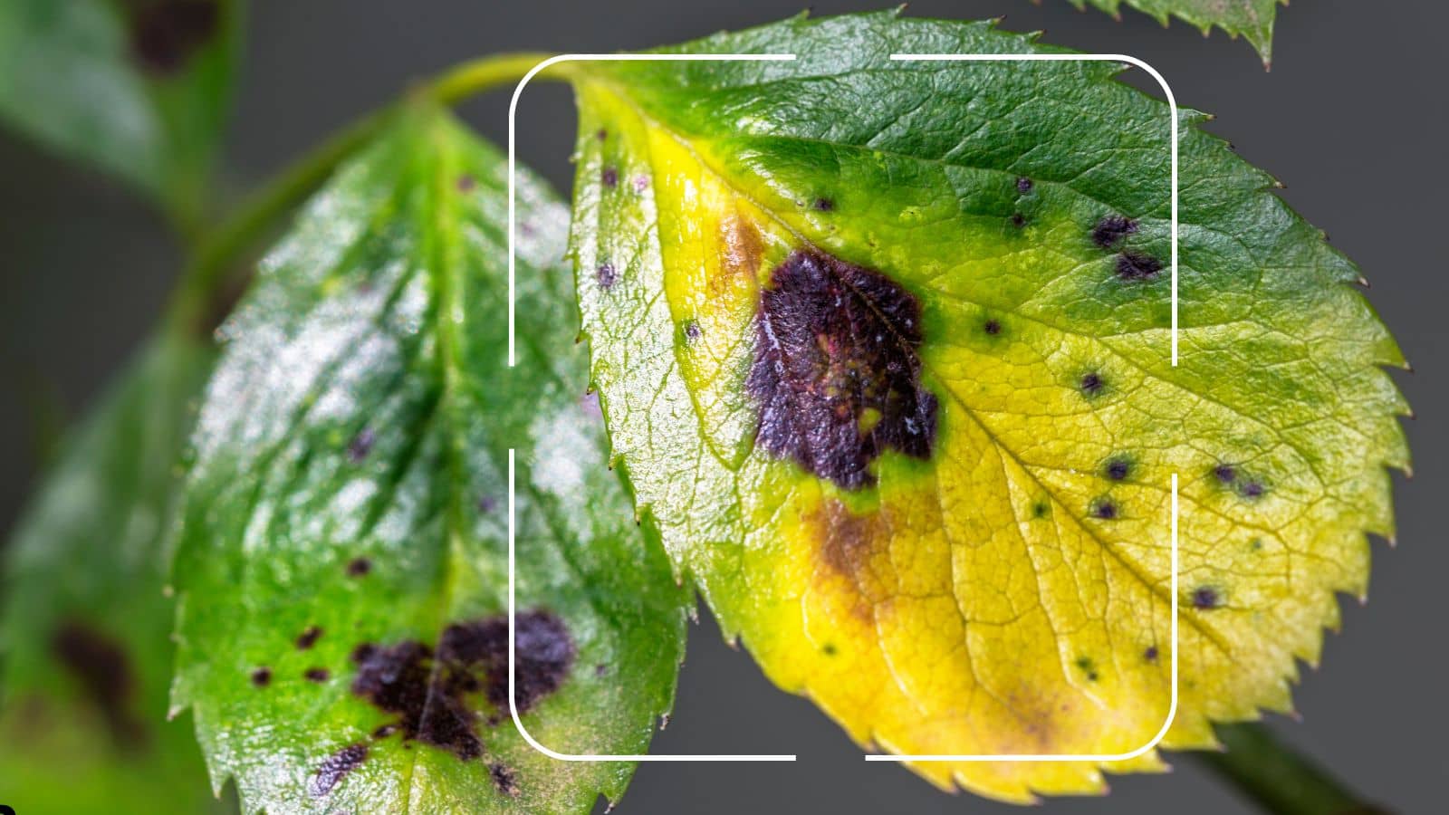 Benefits of Using an AI Plant Identifier Benefits of Using an AI Plant Identifier