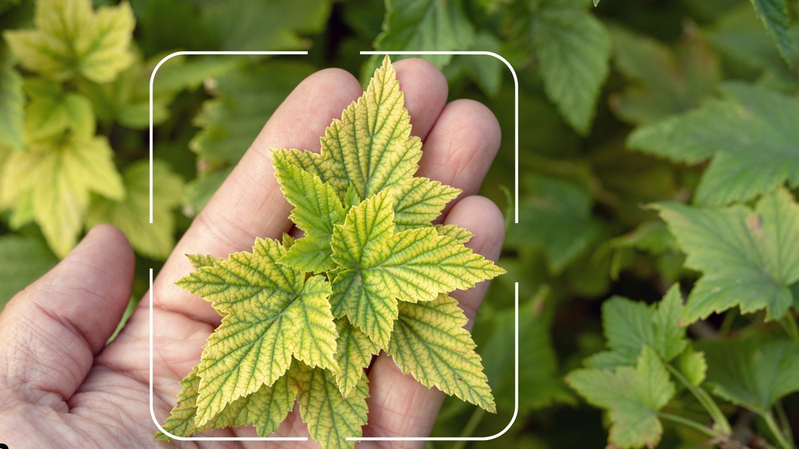What Is an AI Plant Health Identifier What Is an AI Plant Health Identifier