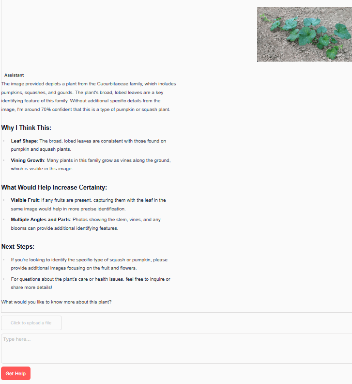 How Identify Squash Plants by Leaves AI Plant Identifier Example