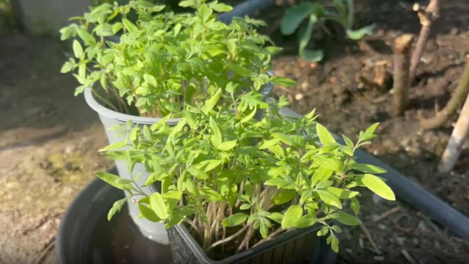 Harden Off Tomato Plants Before Planting Harden Off Tomato Plants Before Planting