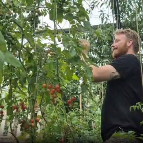 How to Grow Tomatoes Complete Guide for Bigger Harvests How to Grow Tomatoes Complete Guide for Bigger Harvests
