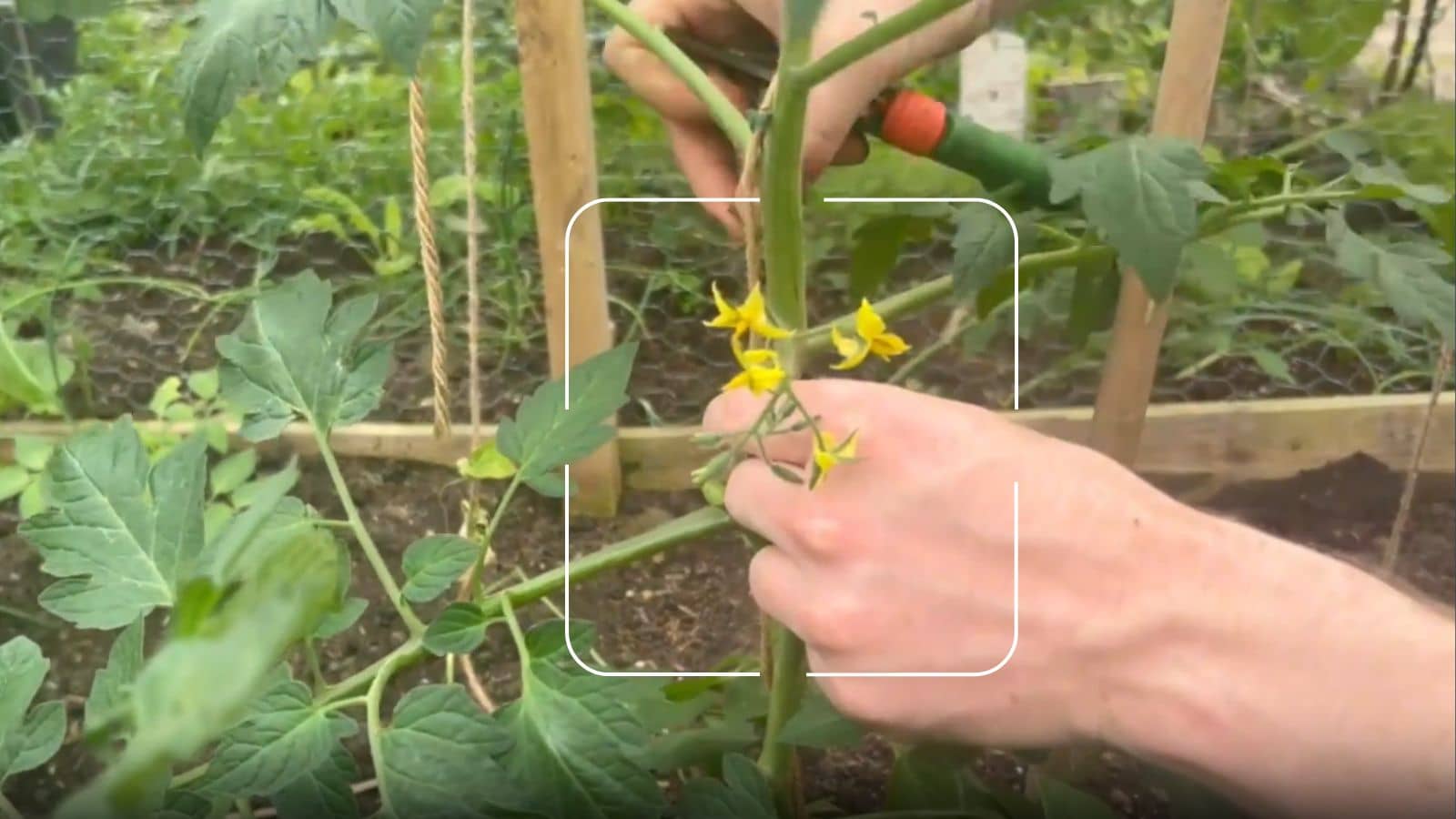 How to Identify Tomato Flowers and Fruit