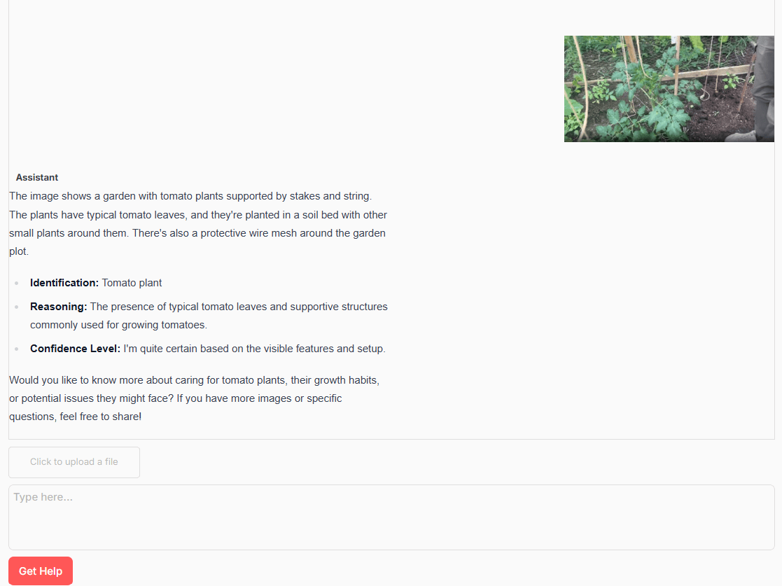 How to Identify a Tomato Plant Seedlings, Leaves and Lookalikes AI Plant Identifier Example