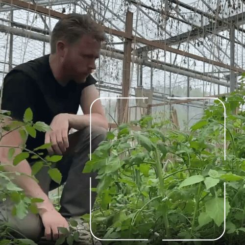 How to Identify a Tomato Plant Seedlings Leaves and Lookalikes