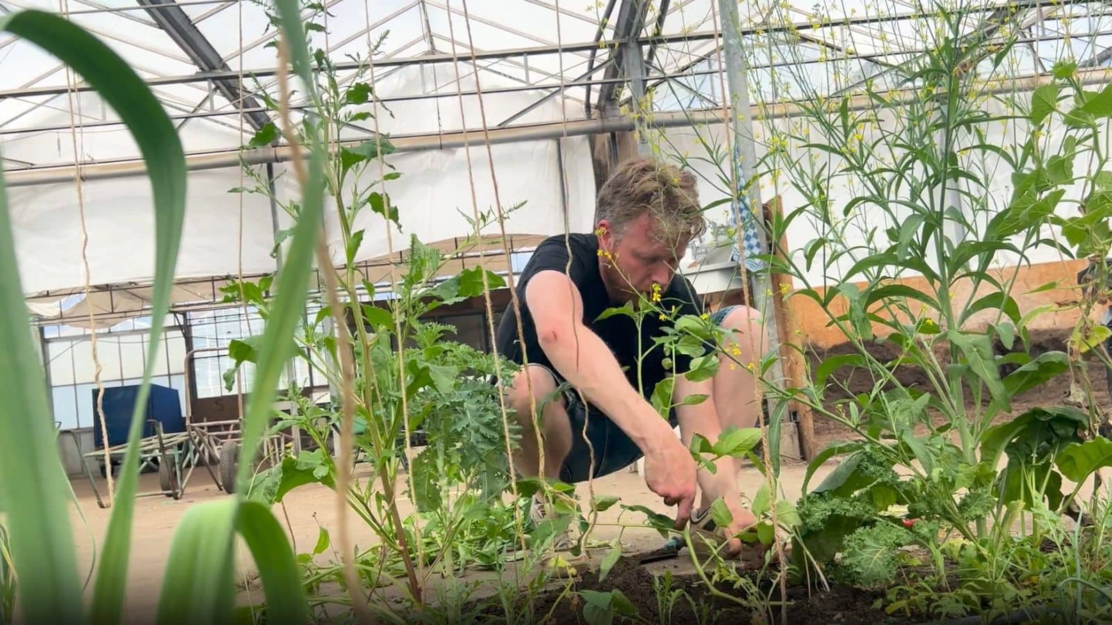 How to Plant Tomatoes How to Plant Tomatoes