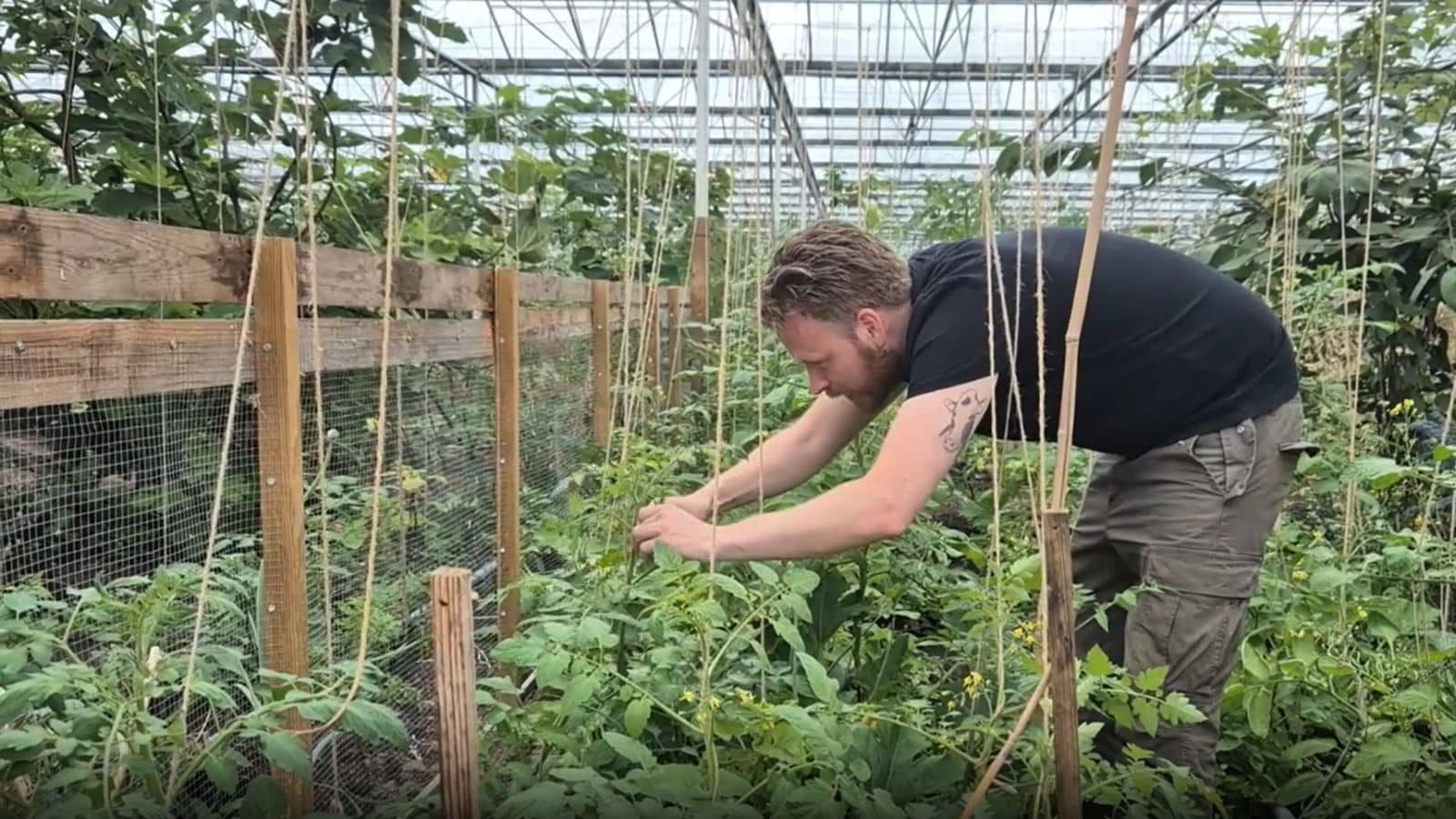 How to Train Tomatoes Vertically How to Train Tomatoes Vertically