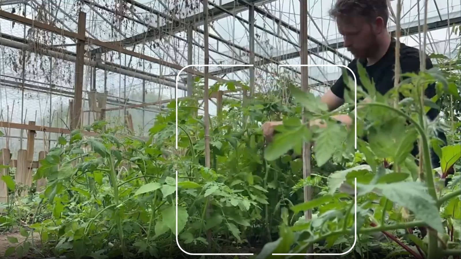 Identifying Mature Tomato Leaves and Stems