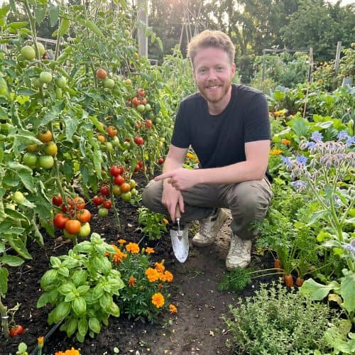 Tomato Companion Plants Best Choices and Bed Layout Top Tomato Companion Plants Best Choices and Bed Layout