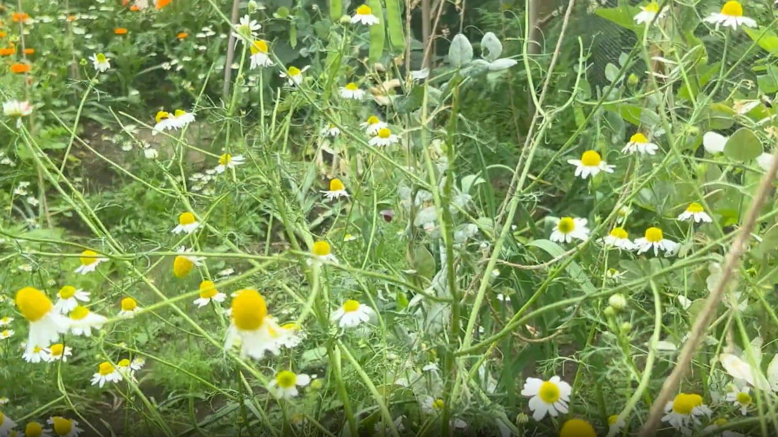 Top Tomato Companion Plants Chamomile Top Tomato Companion Plants Chamomile