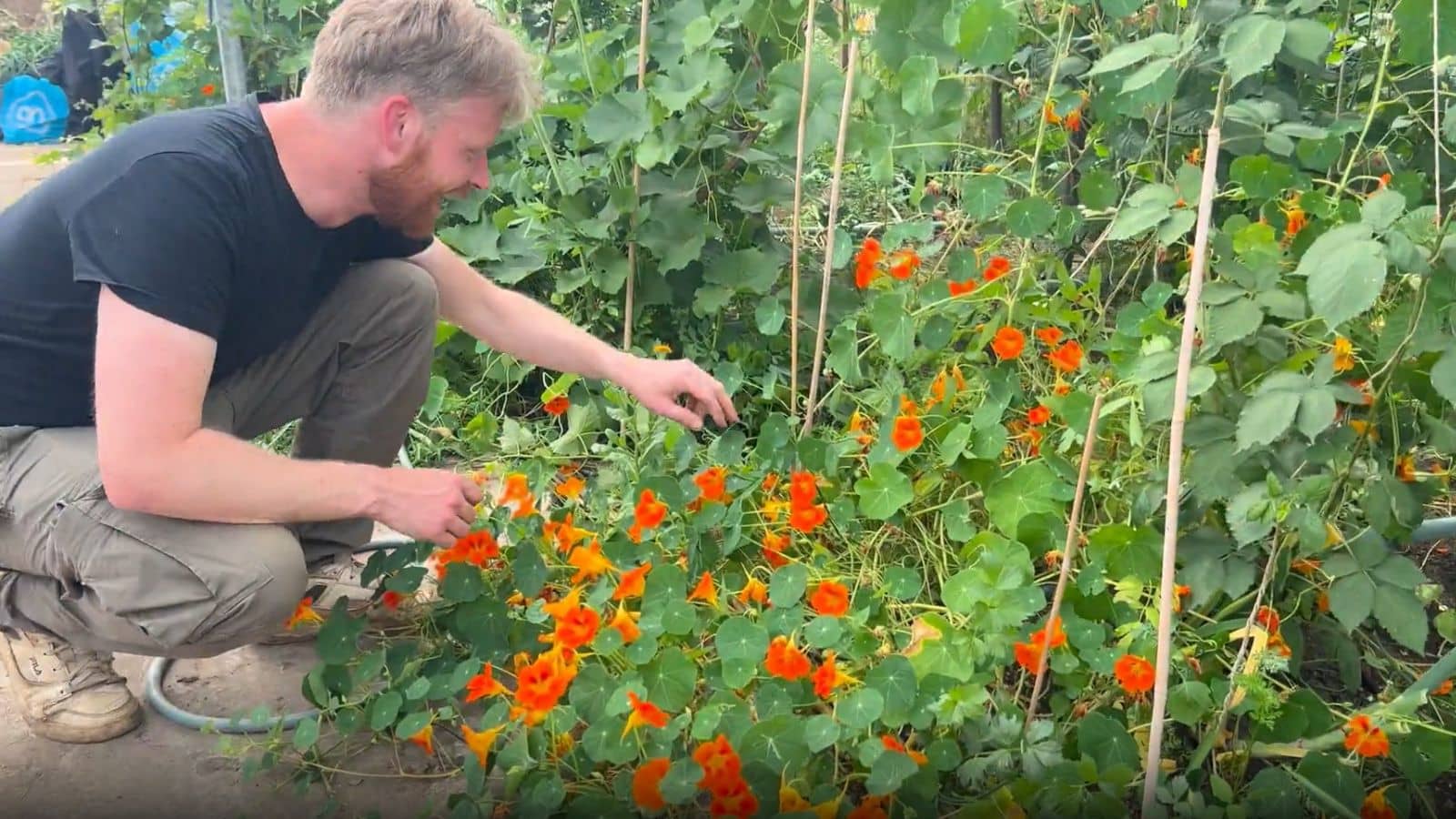 Top Tomato Companion Plants Nasturtiums Top Tomato Companion Plants Nasturtiums
