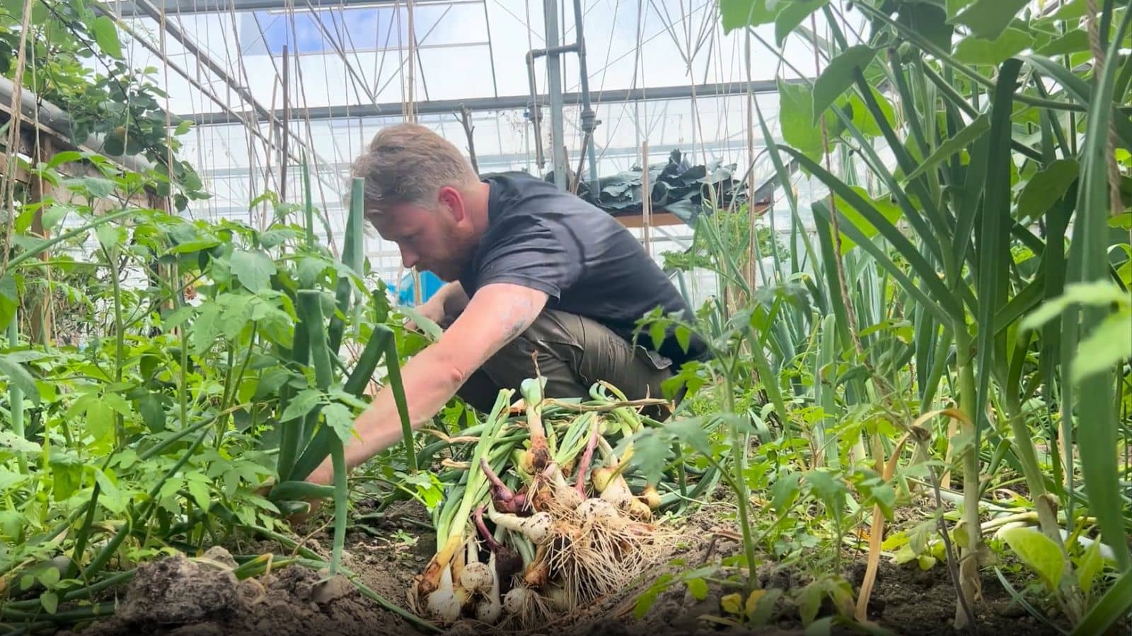 Top Tomato Companion Plants Onions Top Tomato Companion Plants Onions
