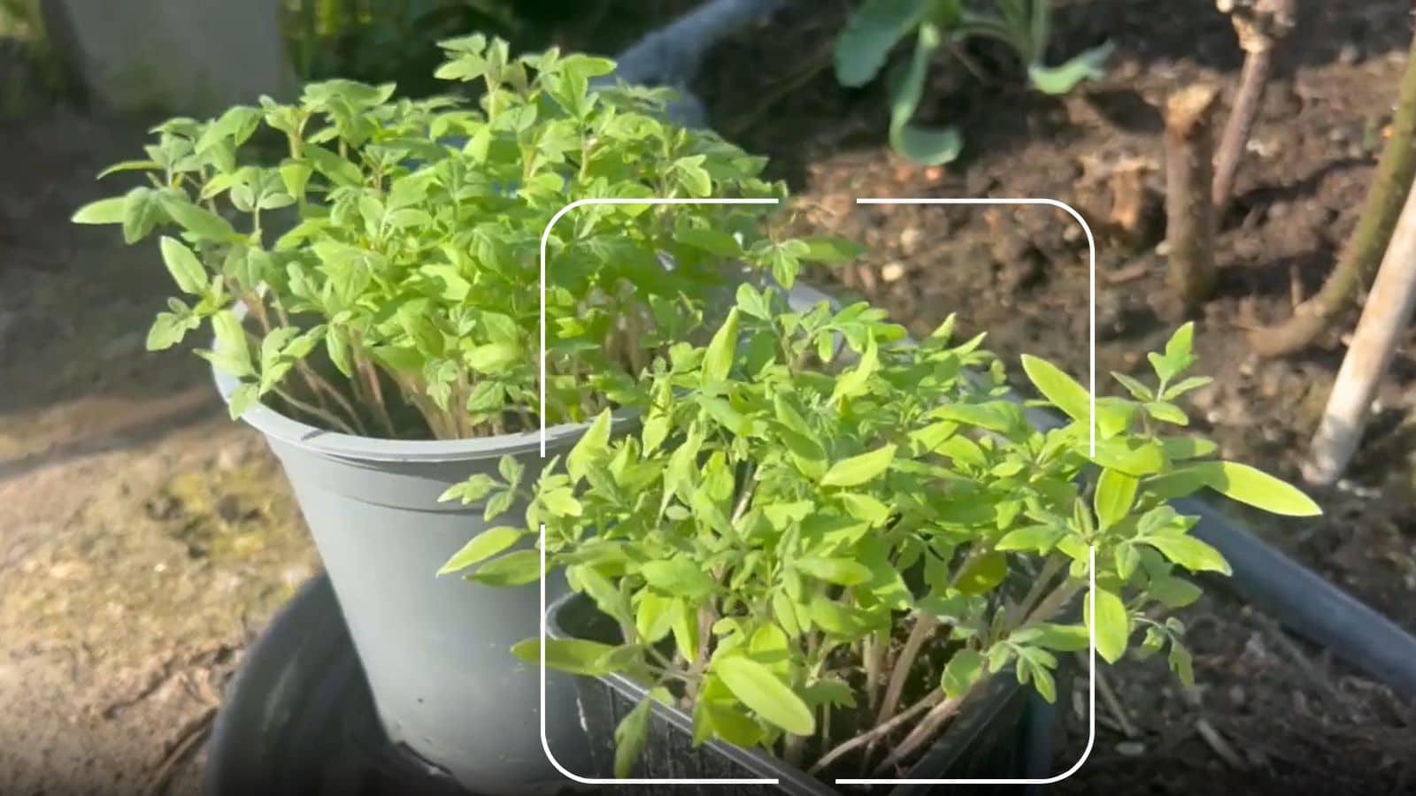 What Do Tomato Seedlings Look Like Identify Tomato Seedlings
