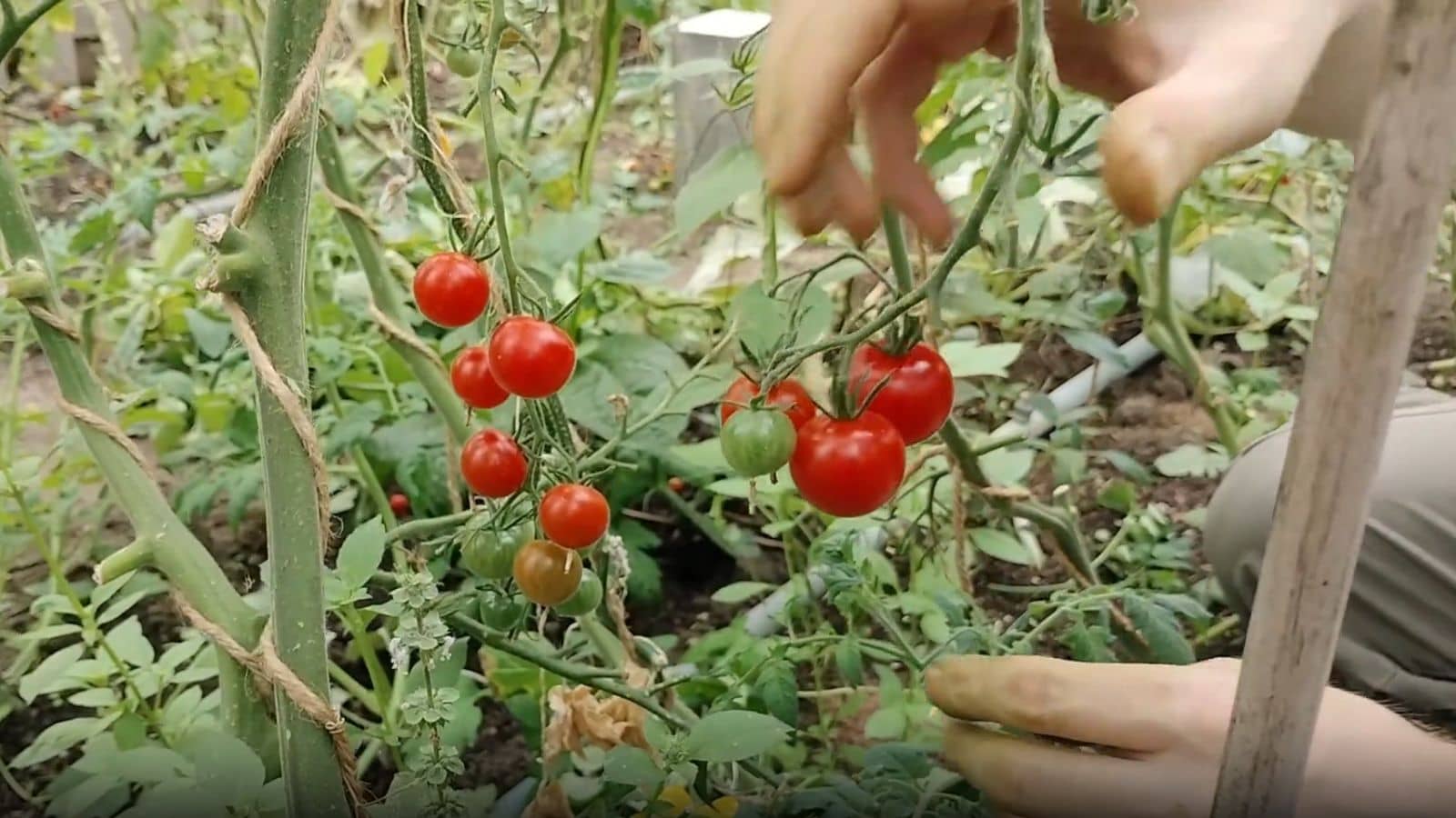 When and How to Harvest Tomatoes When and How to Harvest Tomatoes