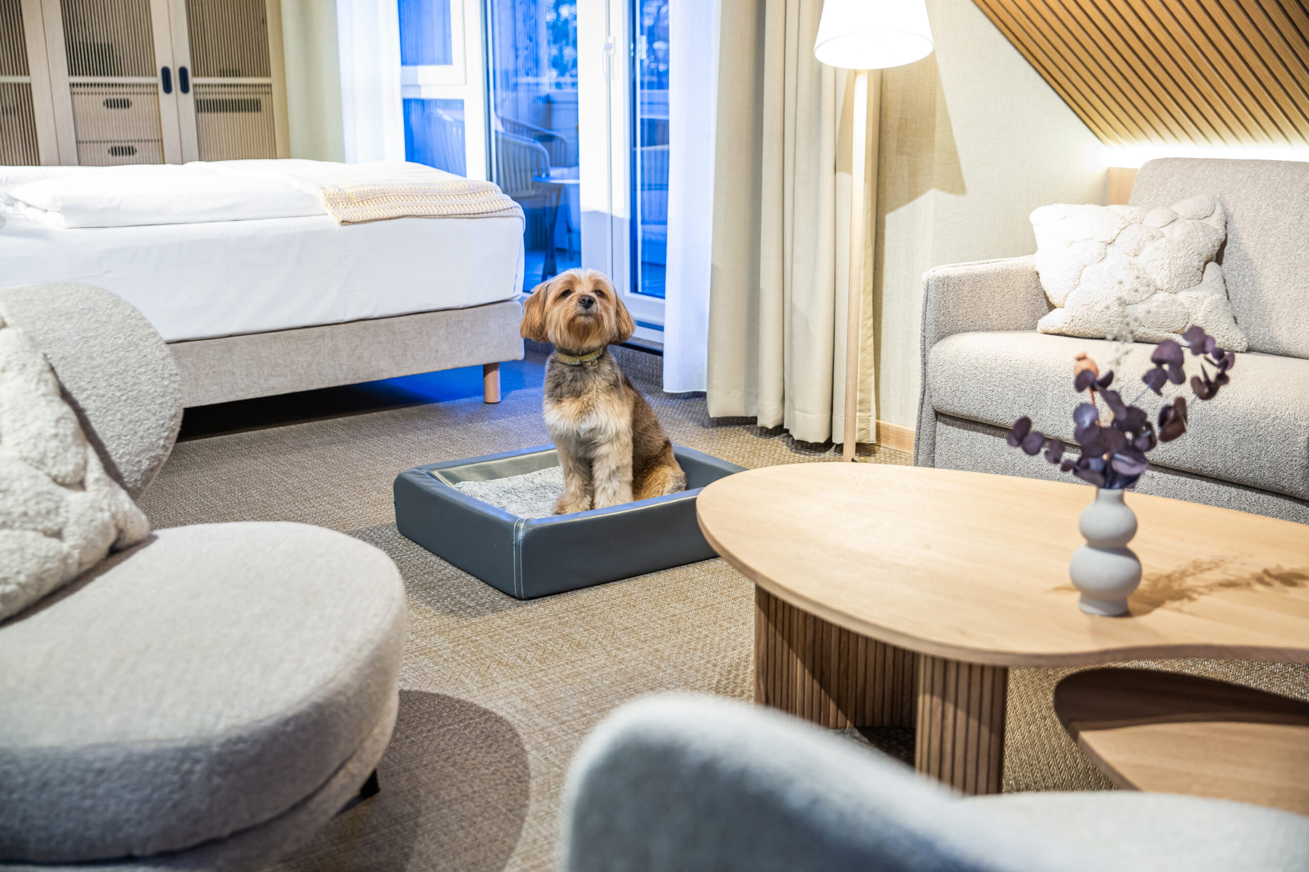 Hotellrum i skandinavisk stil, akustikpanel i ljust trä, hundvänligt