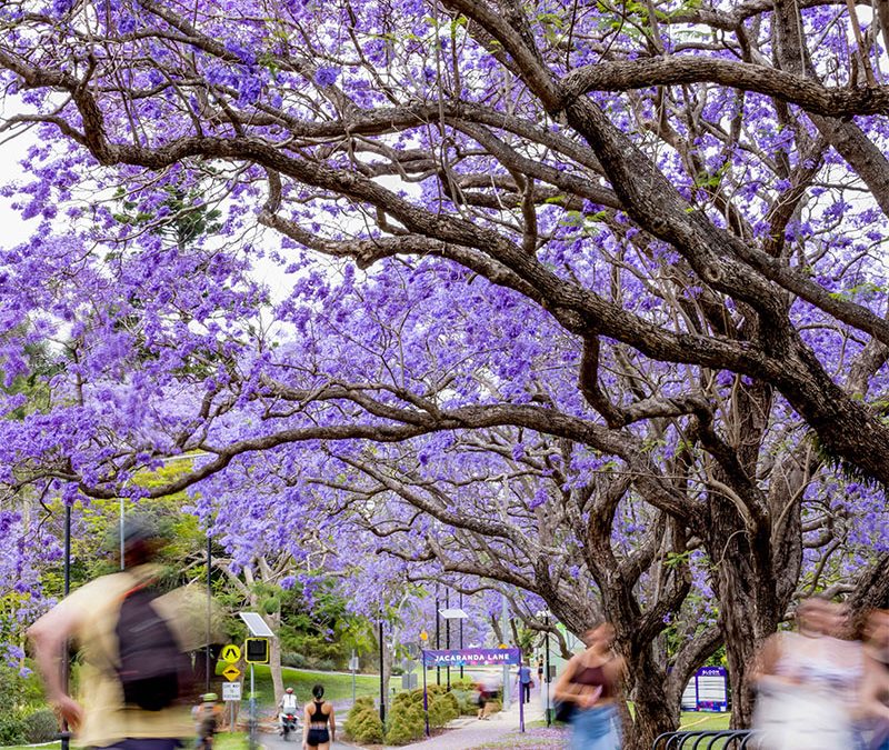 Caleb Blichfeldt – University of Queensland