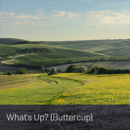 Image thumbnail from landscape photography print: Buttercup
