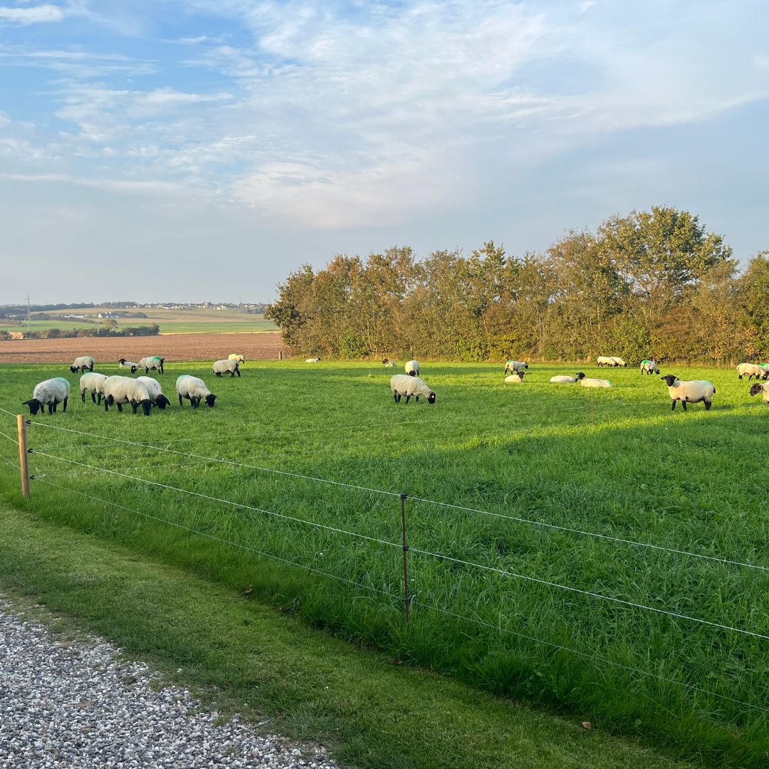 Suffolk får_ Dansk fåreforening