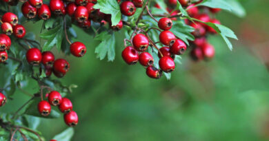 Autumn red hawthorn