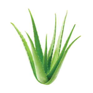 Aloe vera-01