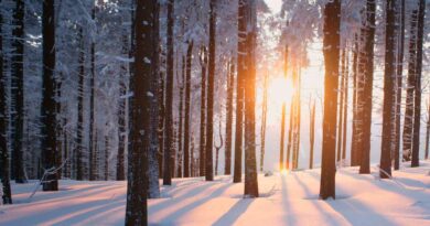 Vinter