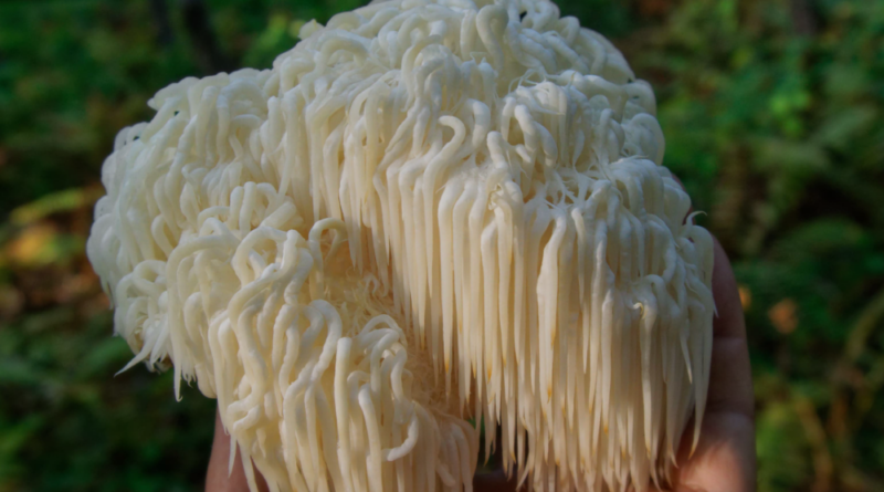 Lionsmane til hjernen