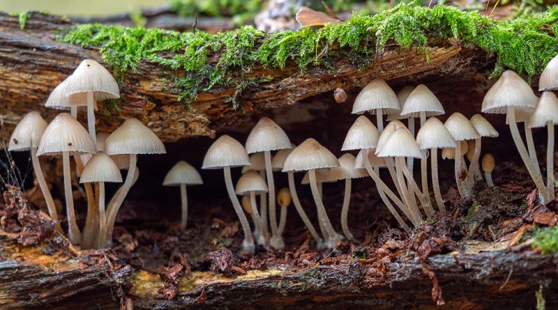 De mystiske svampe