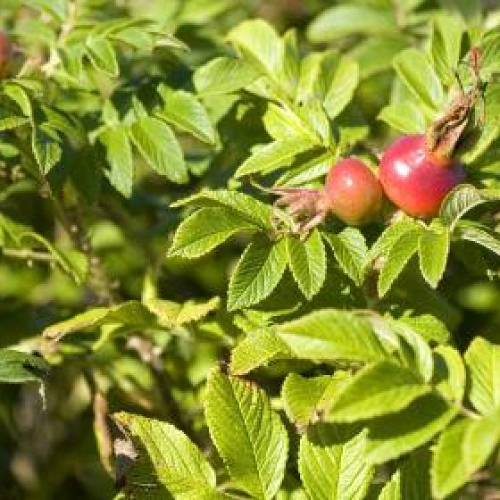 Hyben og de danske forskere