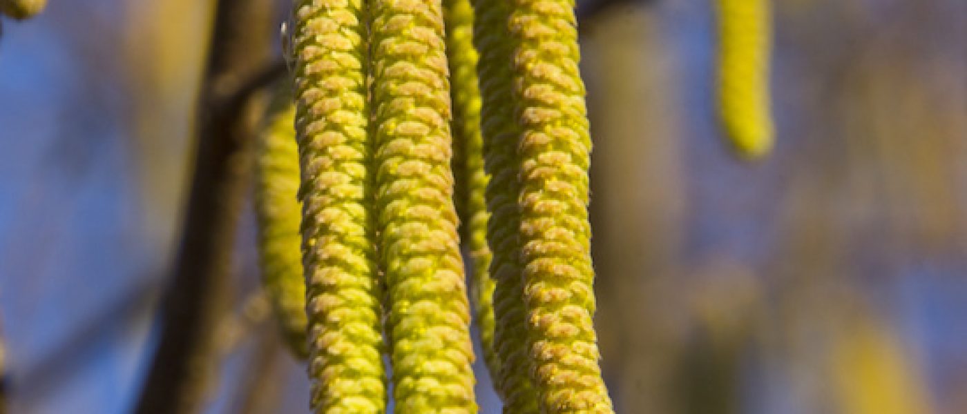 The picture was taken in winter. In early spring, hazel will bloom and give pollen for pollinating flowers. Bees will collect pollen in winter.