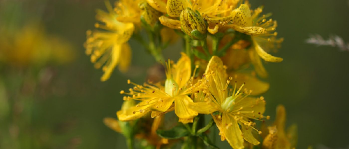 Hypericum perforatum