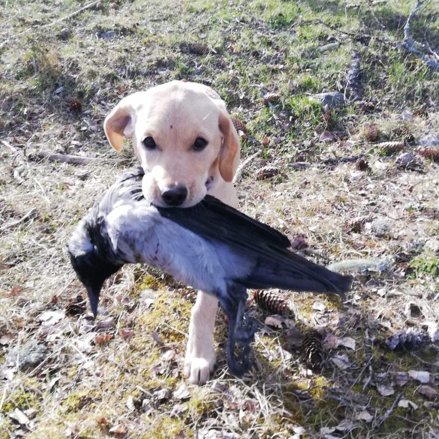 Valp-/grundutbildning Online