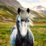 iceland-2420768_1280