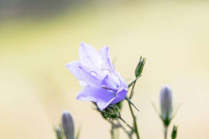 bluebells-2448605_1280