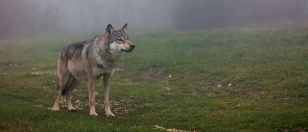 O jee, wolvin Noëlla is weer zwanger