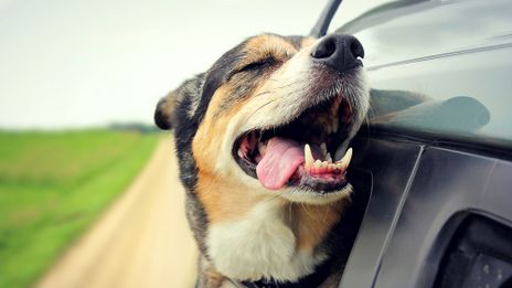 KDVR: Tips for Traveling Pet Owners – 1851 Franchise