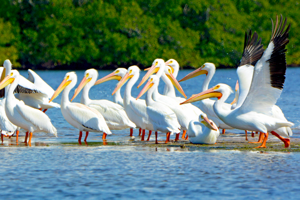 The Top Bird Watching Hotspots in Latin America