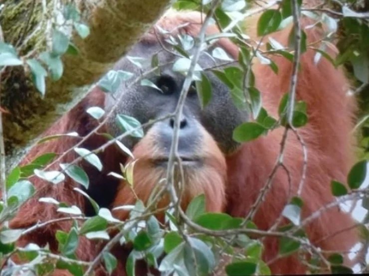 Orangutan tapanuli 