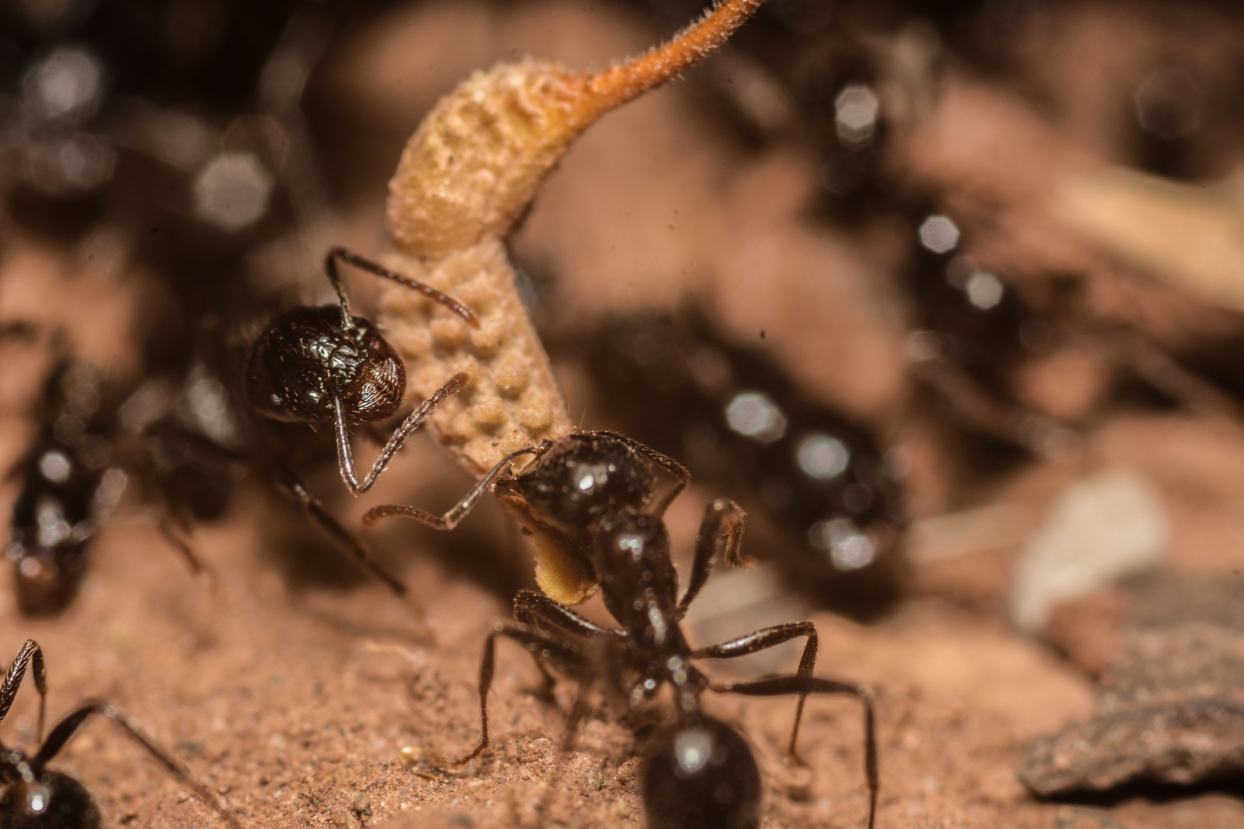 Top 10 Most Common Pests in Eastbourne Homes and How to Control Them