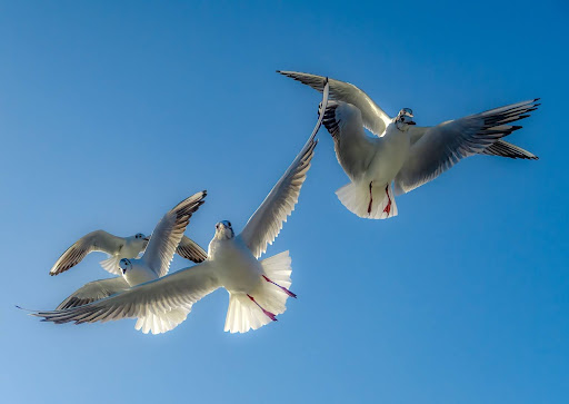 Comprehensive Pest Control Services in Bexhill