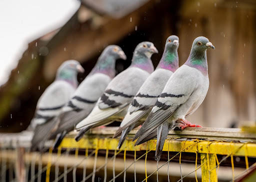 Bird Control Strategies: How to Keep Pigeons and Seagulls at Bay